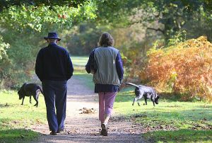 Walking in the New Forest near Linford