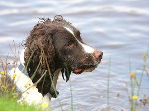 Dogs can have a great time in the New Forest if kept under control
