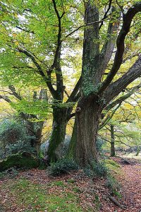 New Forest Beech trees